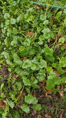 Malva pusilla