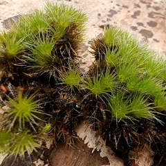 Campylopus introflexus