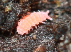 Bilobella braunerae