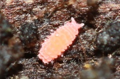 Bilobella braunerae