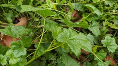 Malva pusilla