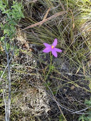 Chironia jasminoides