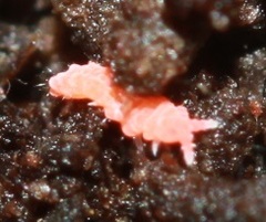 Bilobella braunerae