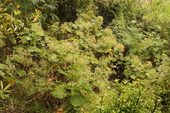 Pelargonium papilionaceum