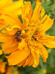 Copestylum haagii
