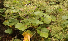 Pelargonium papilionaceum