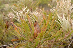 Protea longifolia