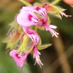 Pelargonium papilionaceum