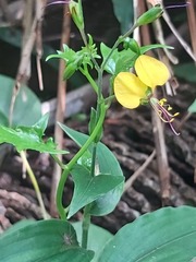 Aneilema aequinoctiale