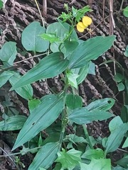 Aneilema aequinoctiale