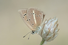 Polyommatus ripartii