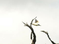 Todiramphus sanctus vagans