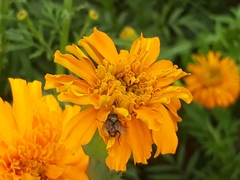 Copestylum haagii