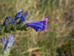 Echium vulgare