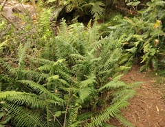 Blechnum punctulatum