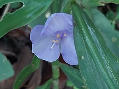 Coleotrype natalensis