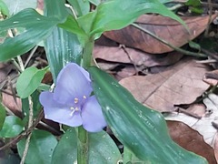 Coleotrype natalensis