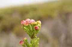 Leucadendron laxum
