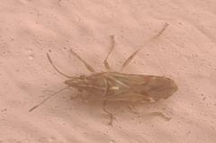 Belonochilus numenius