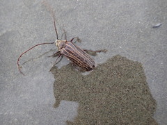 Prionoplus reticularis