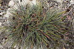 Ficinia truncata