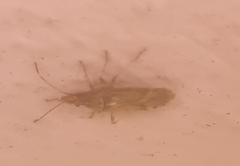 Belonochilus numenius