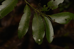 Diospyros australis