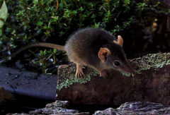 Antechinus flavipes