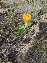 Berkheya armata