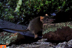 Antechinus flavipes