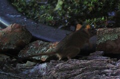 Antechinus flavipes