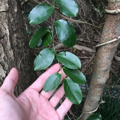 Celastrus paniculatus