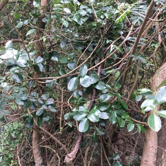 Celastrus paniculatus