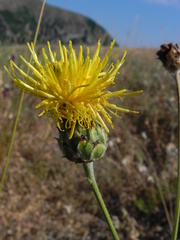 Centaurea arachnoidea