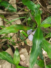 Coleotrype natalensis