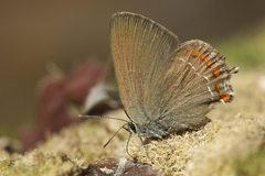 Satyrium esculi