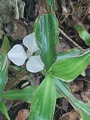 Coleotrype natalensis