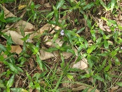 Coleotrype natalensis