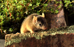 Antechinus flavipes