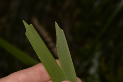 Lomandra spicata