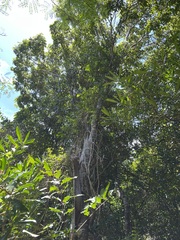 Denhamia fournieri