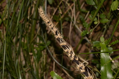 Lomandra spicata