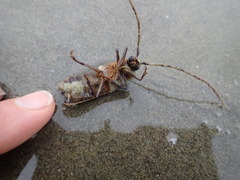 Prionoplus reticularis