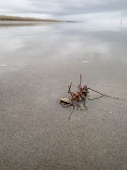 Prionoplus reticularis