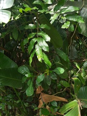 Psychotria capensis