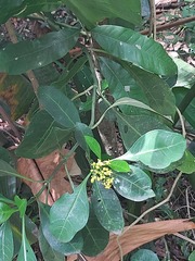 Psychotria capensis