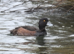 Aythya novaeseelandiae