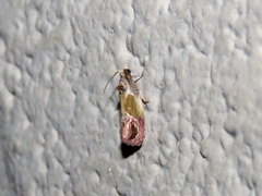 Eumarozia malachitana