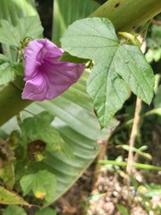 Ipomoea ficifolia