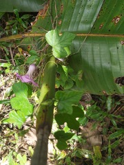 Ipomoea ficifolia